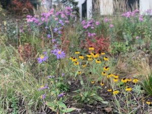 Symphyotrichum novae-angliae (New England Aster)