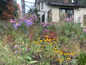 Symphyotrichum laevis (smooth aster)