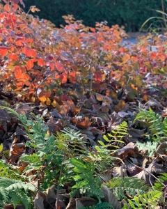 Savanna-358AD1E8-5F90-475A-8DC6-7EA6B4A57484