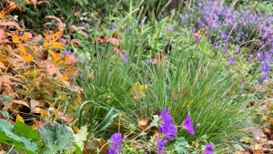 Savanna-5F744E3F-6FA4-4DA2-9B4B-54B627507F83