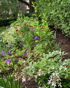 Savanna-7175A248-EFC6-43FC-AC26-B98B6A44856A